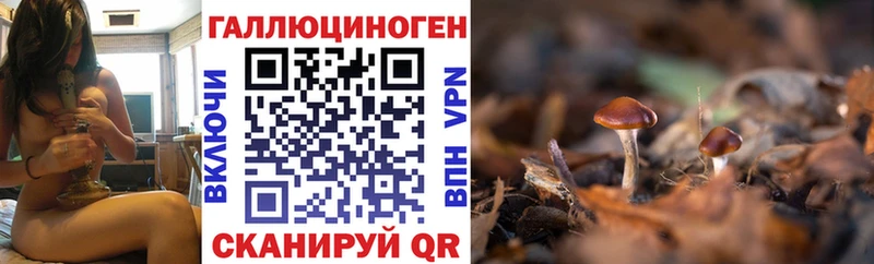 Галлюциногенные грибы Psilocybe Купить Кудрово